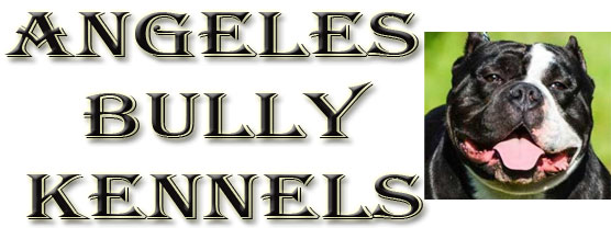 Angeles Bully Kennels